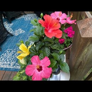 Meet your Posher, Donna